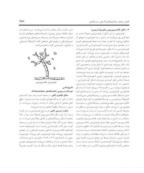 قارچ شناسی پزشکی جامع - نمونه اول - جزیره کتاب های الکترونیکی